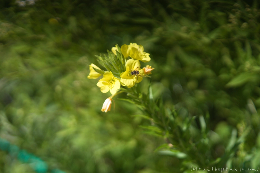 入笠山の夏の花と虫・１ - 50