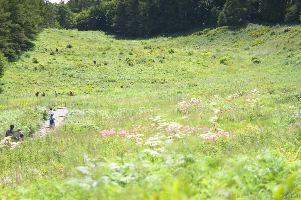 入笠山の夏の花と虫・２ - 01