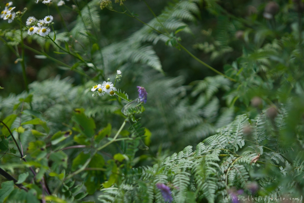 入笠山の夏の花と虫・２ - 02