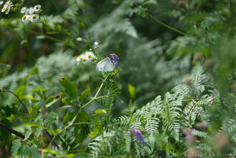 入笠山の夏の花と虫・２ - 03