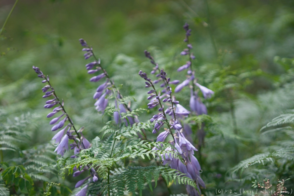 入笠山の夏の花と虫・２ - 04