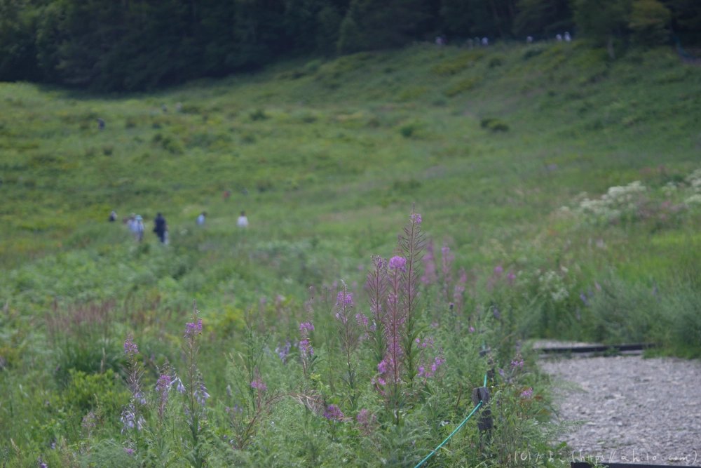 入笠山の夏の花と虫・２ - 05