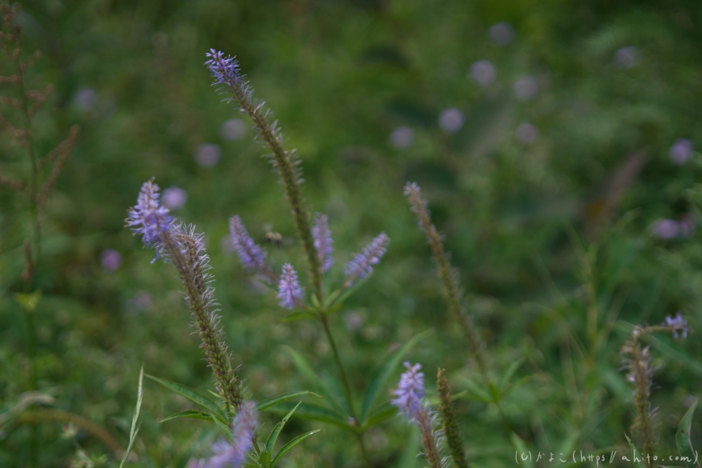 入笠山の夏の花と虫・２ - 06