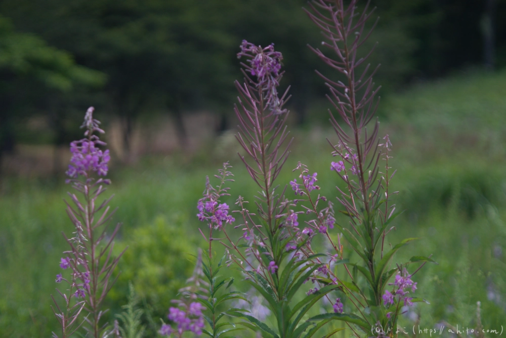 入笠山の夏の花と虫・２ - 07