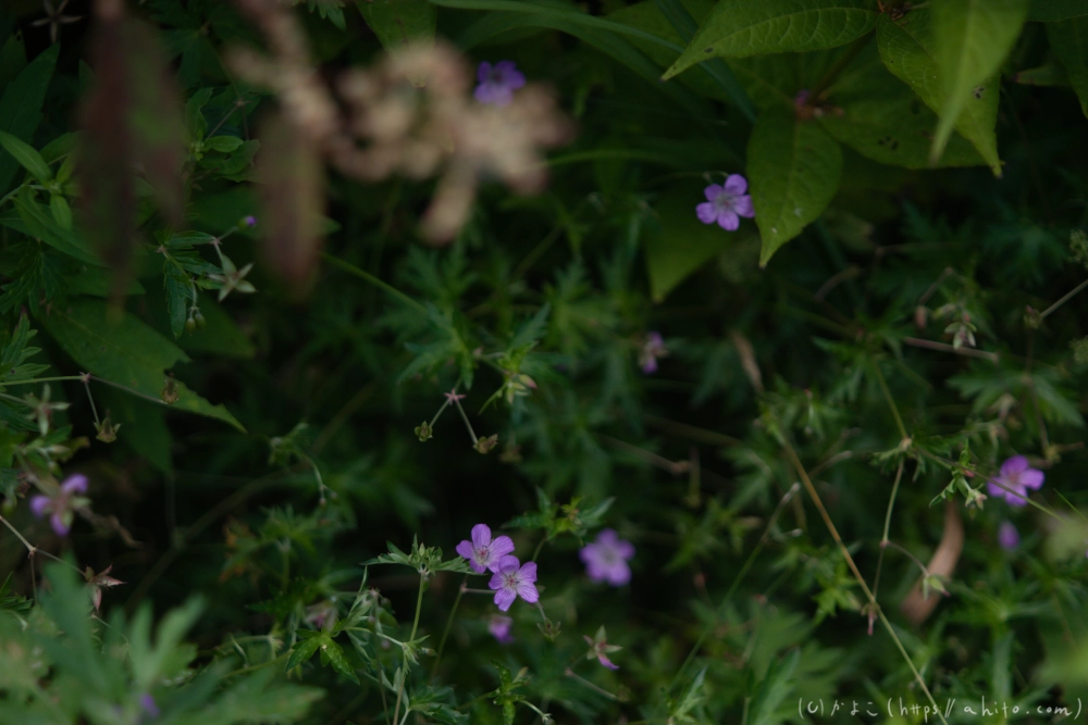 入笠山の夏の花と虫・２ - 08
