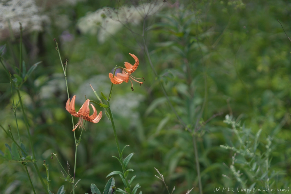 入笠山の夏の花と虫・２ - 09