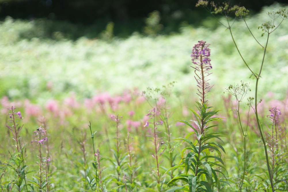 入笠山の夏の花と虫・２ - 10