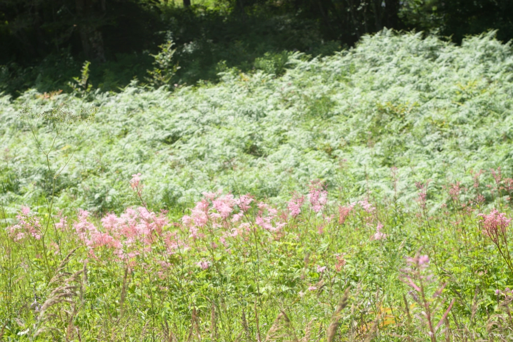 入笠山の夏の花と虫・２ - 11