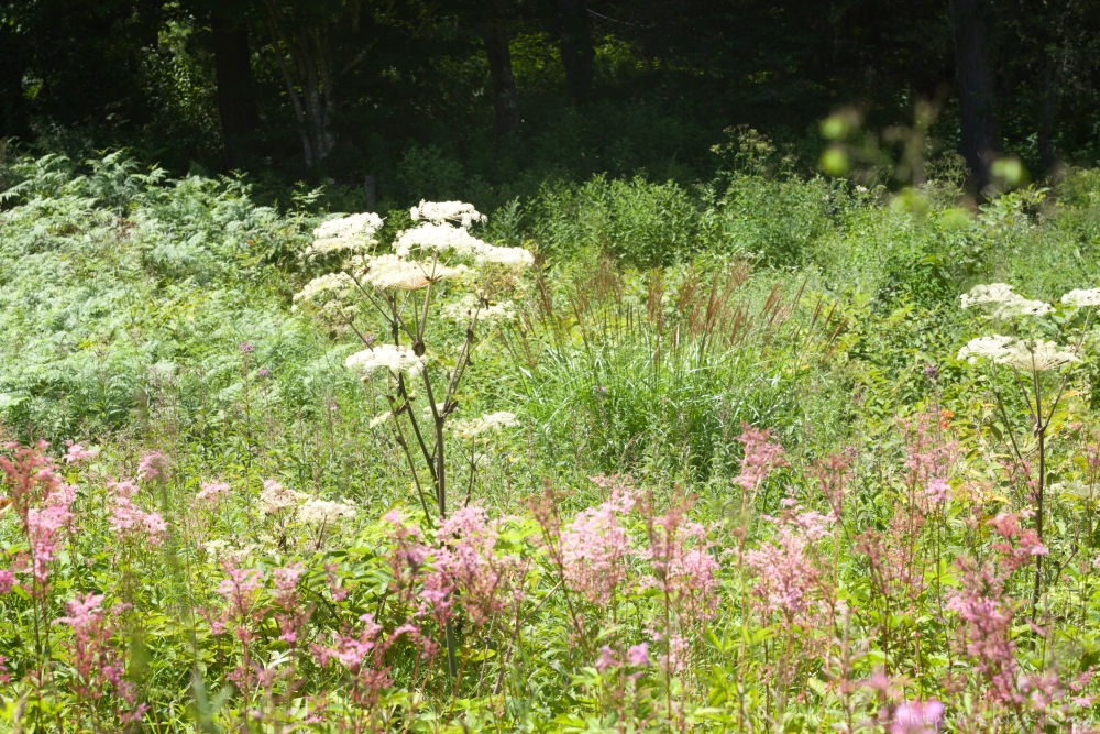 入笠山の夏の花と虫・２ - 12