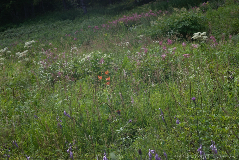 入笠山の夏の花と虫・２ - 13