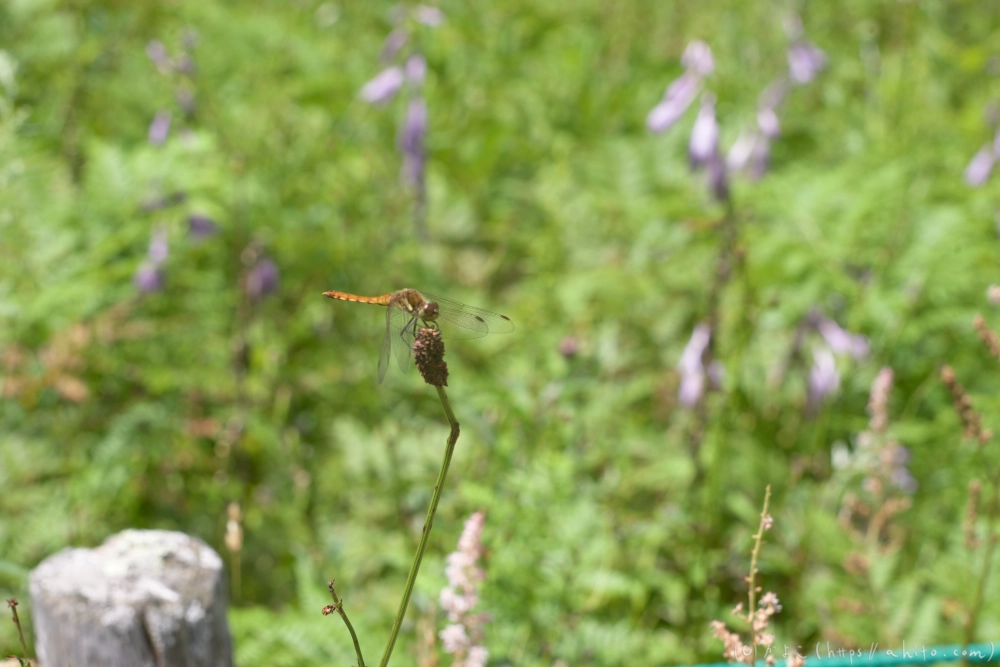 入笠山の夏の花と虫・２ - 14