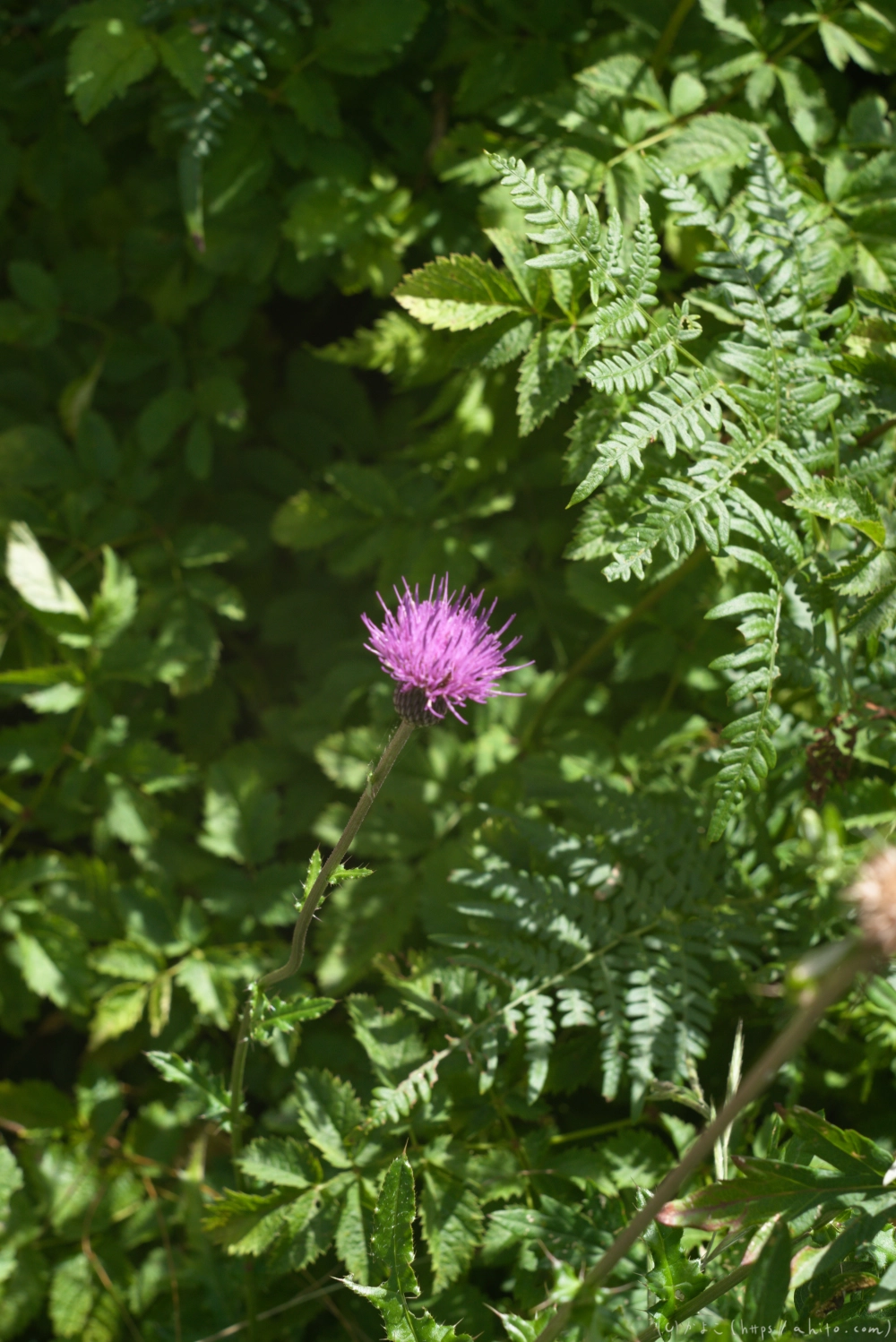 入笠山の夏の花と虫・２ - 15