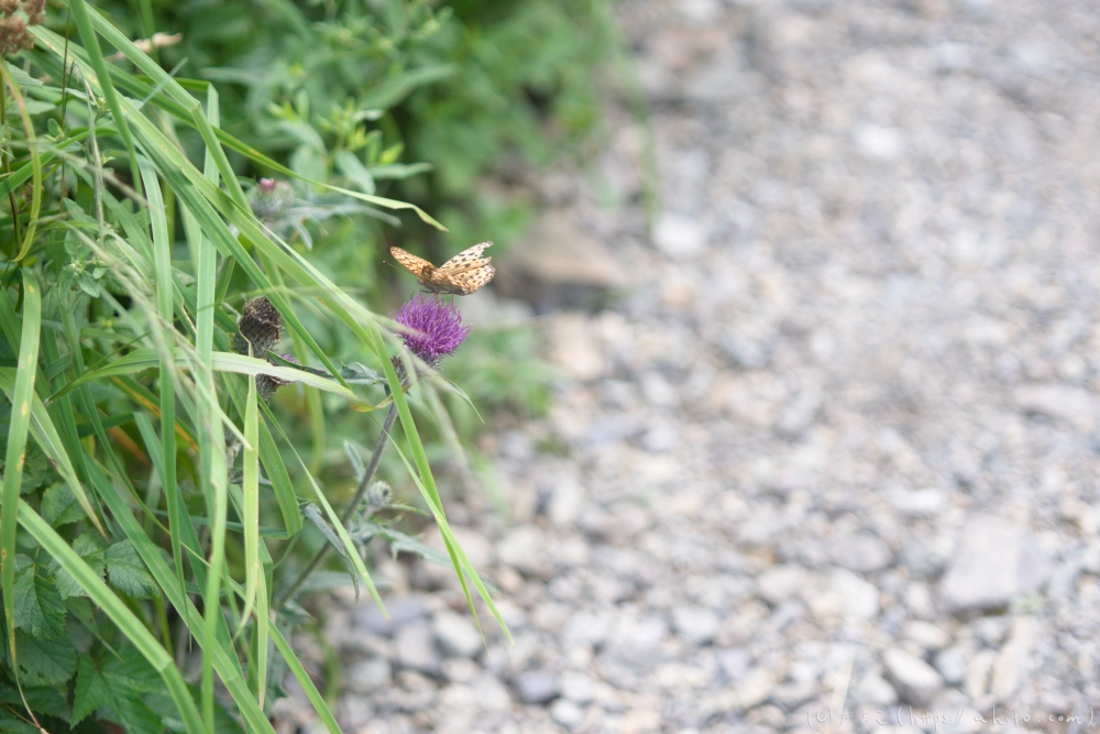 入笠山の夏の花と虫・２ - 16