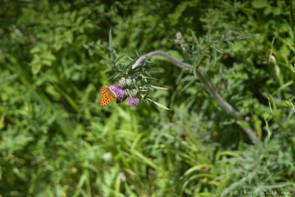 入笠山の夏の花と虫・２ - 17
