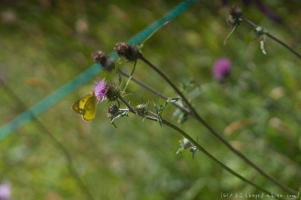 入笠山の夏の花と虫・２ - 18