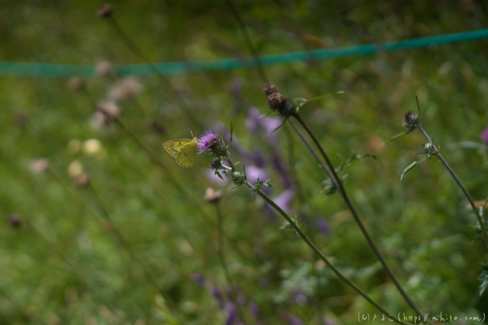 入笠山の夏の花と虫・２ - 19