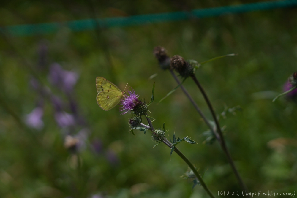 入笠山の夏の花と虫・２ - 20