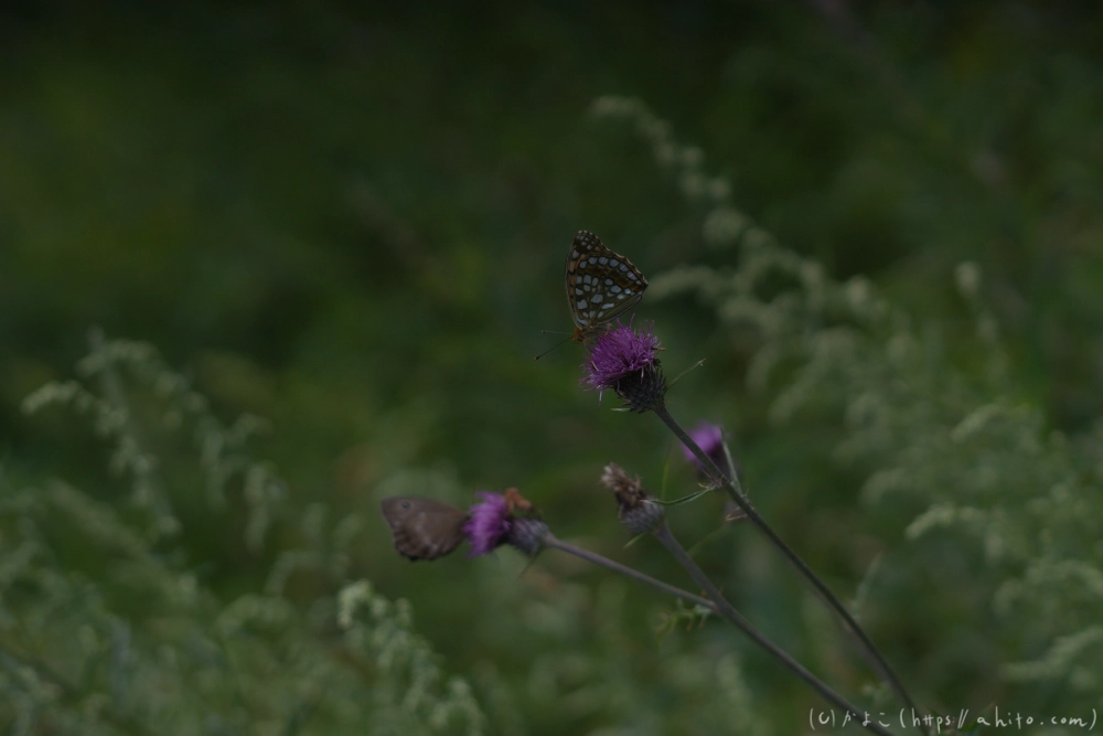 入笠山の夏の花と虫・２ - 21