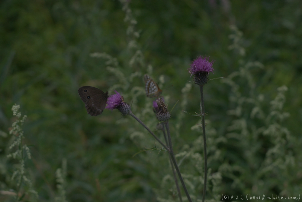 入笠山の夏の花と虫・２ - 22