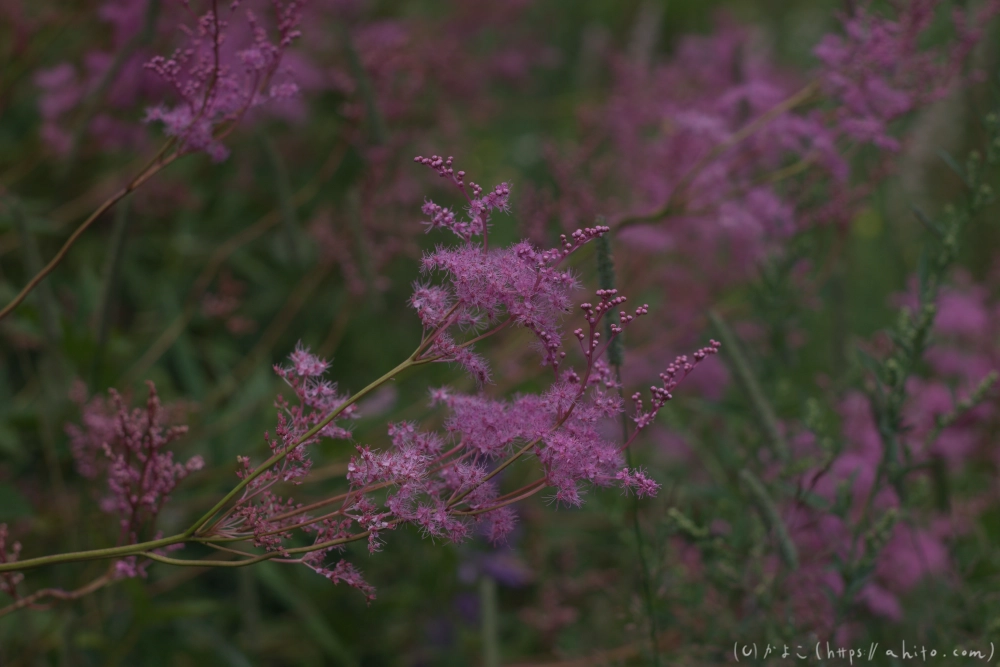 入笠山の夏の花と虫・２ - 23
