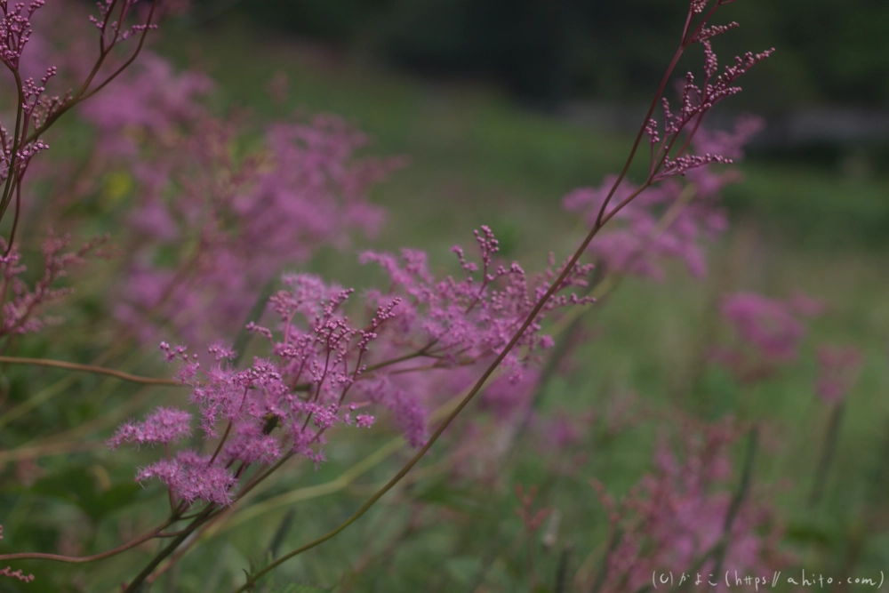 入笠山の夏の花と虫・２ - 24