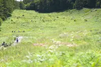 入笠山の夏の花と虫・２