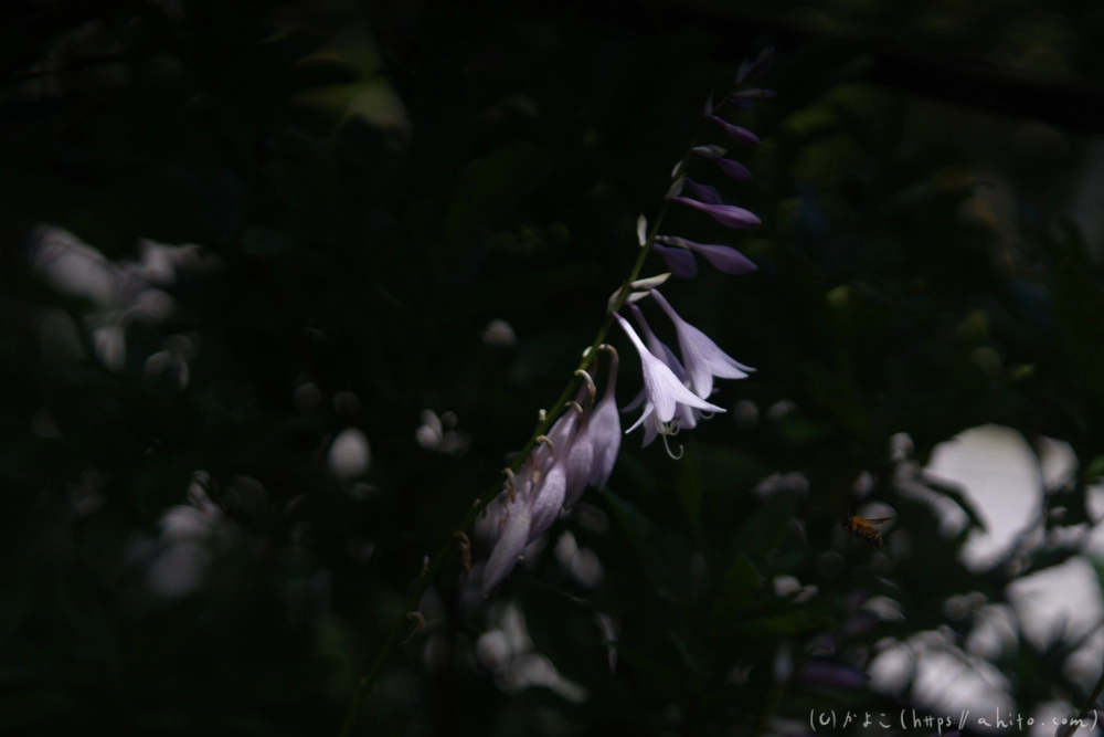 入笠山の夏の花と虫・３ - 01