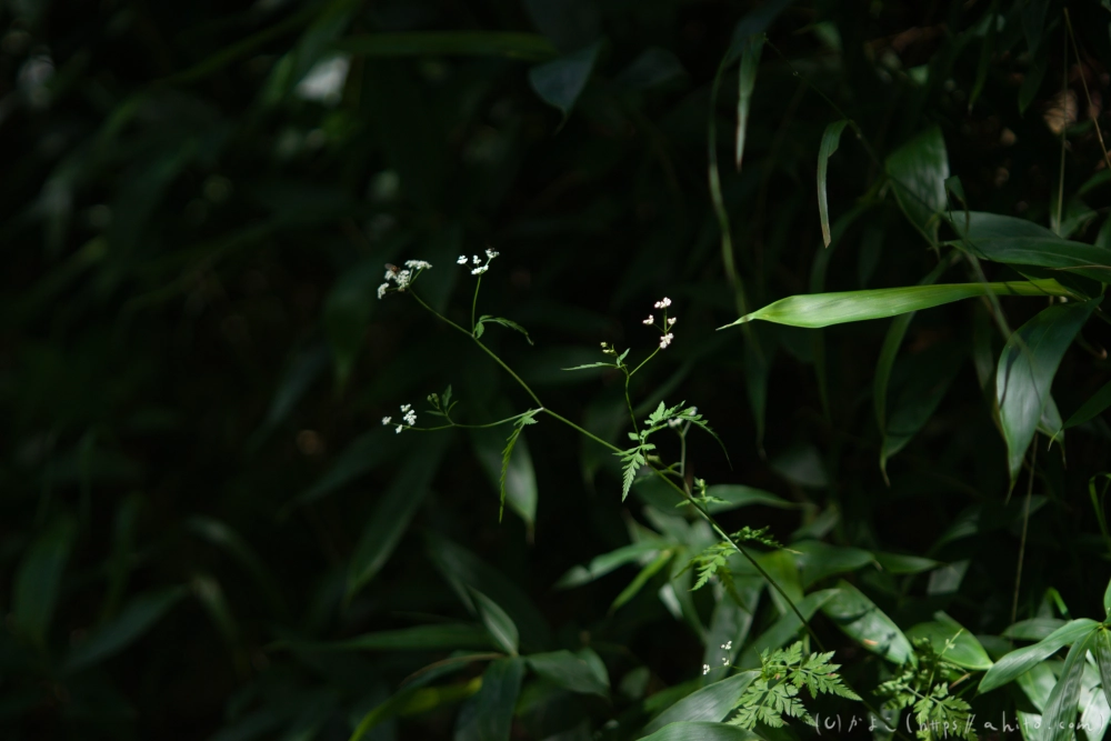 入笠山の夏の花と虫・３ - 02