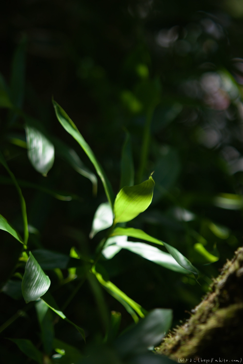 入笠山の夏の花と虫・３ - 03