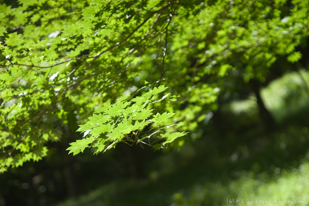 入笠山の夏の花と虫・３ - 04