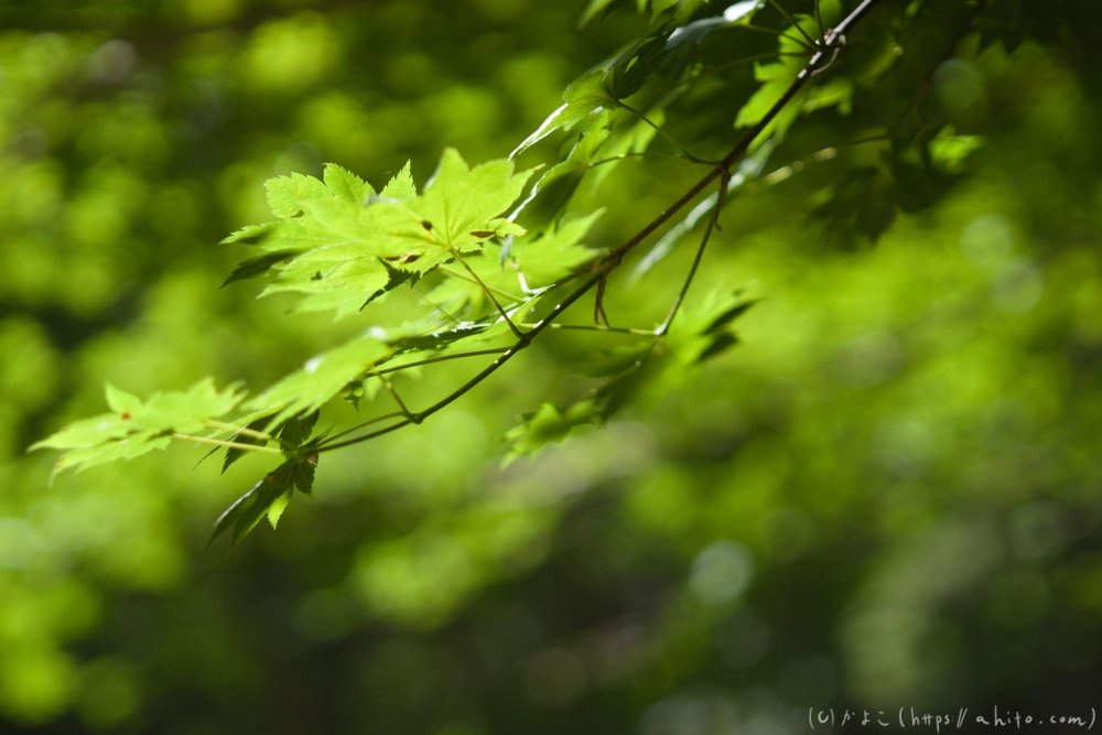 入笠山の夏の花と虫・３ - 05