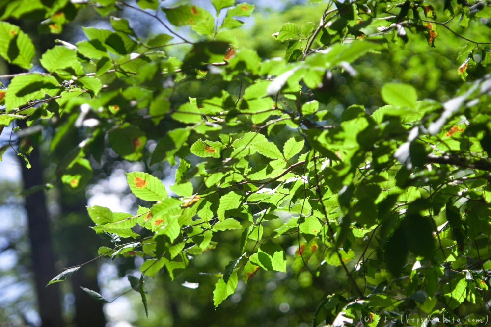 入笠山の夏の花と虫・３ - 06