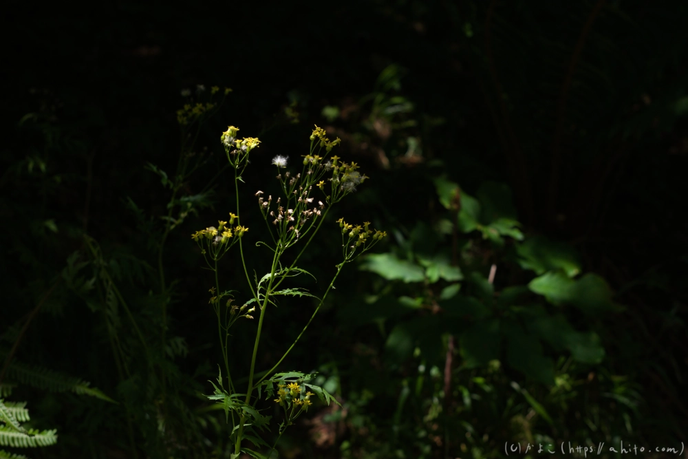 入笠山の夏の花と虫・３ - 07