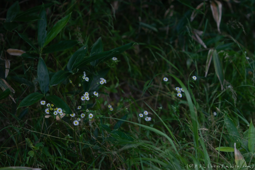 入笠山の夏の花と虫・３ - 08