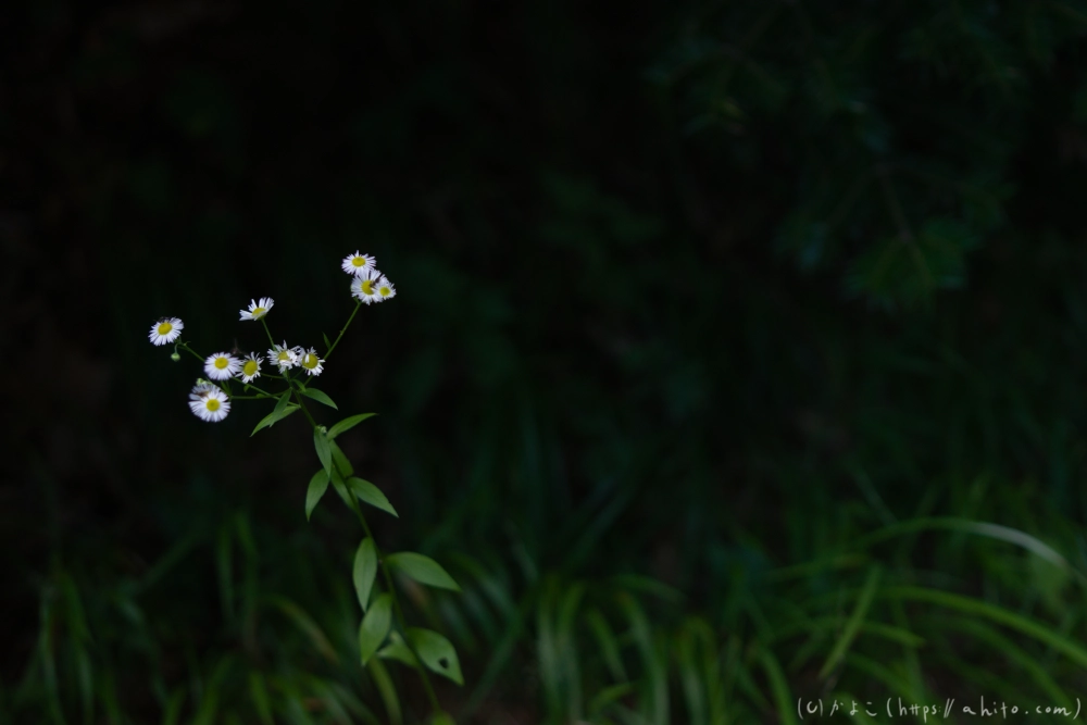 入笠山の夏の花と虫・３ - 09