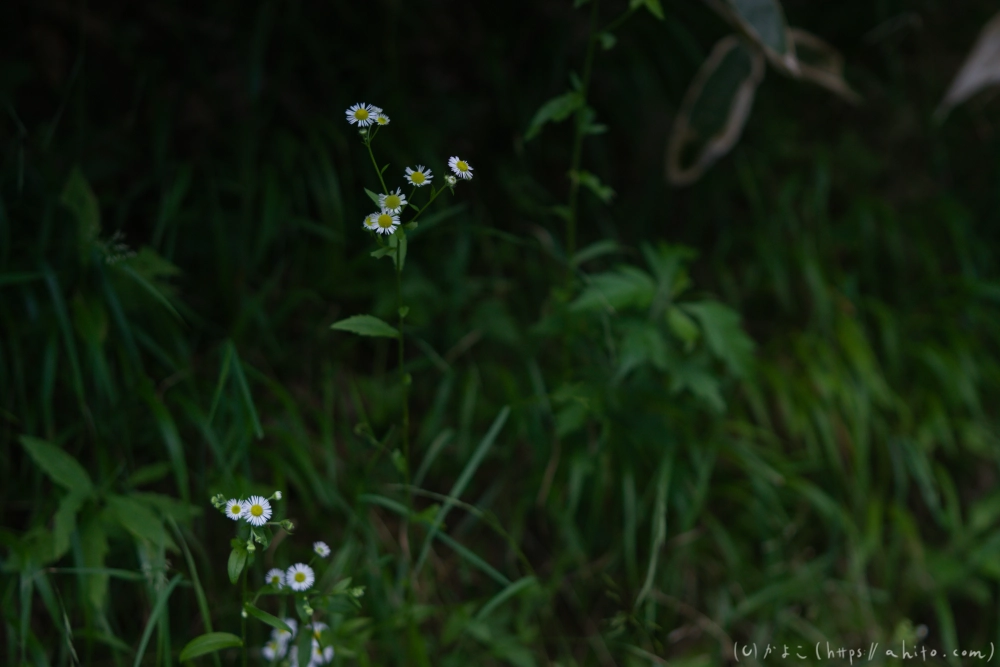 入笠山の夏の花と虫・３ - 10