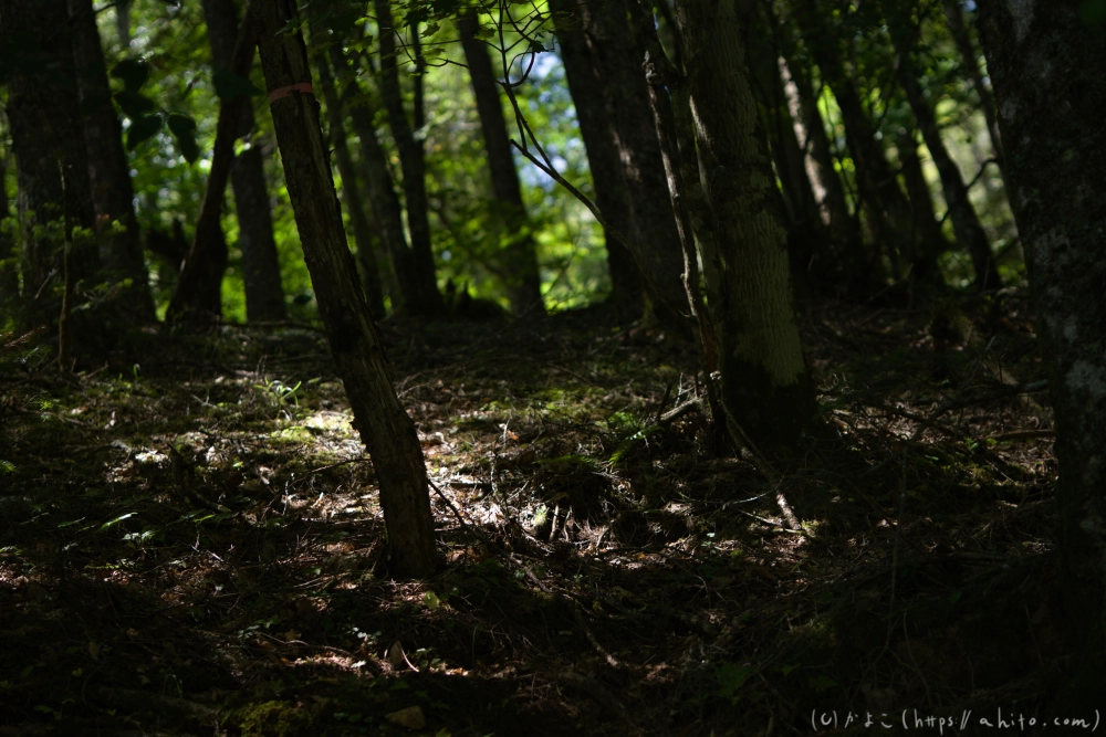 入笠山の夏の花と虫・３ - 11