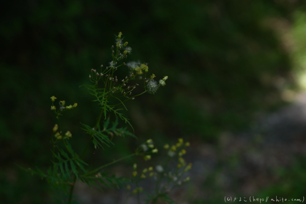 入笠山の夏の花と虫・３ - 12