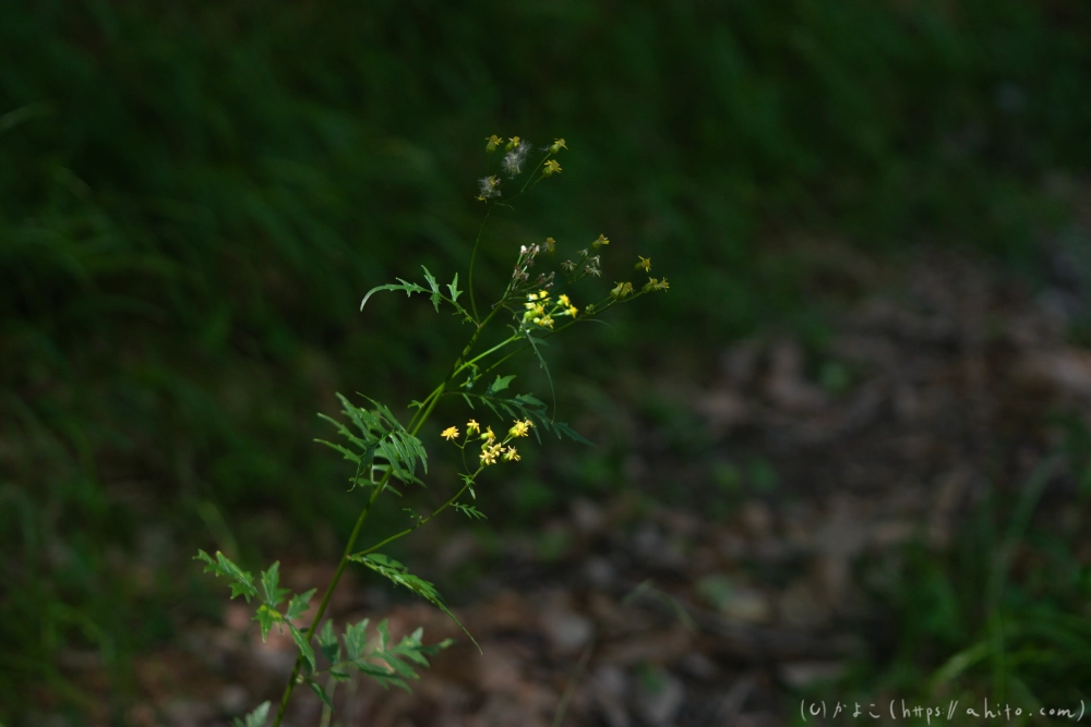 入笠山の夏の花と虫・３ - 13