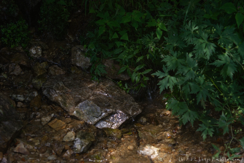 入笠山の夏の花と虫・３ - 14
