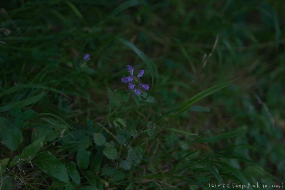 入笠山の夏の花と虫・３ - 15