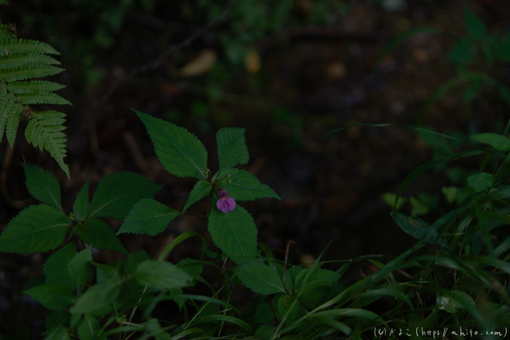 入笠山の夏の花と虫・３ - 16