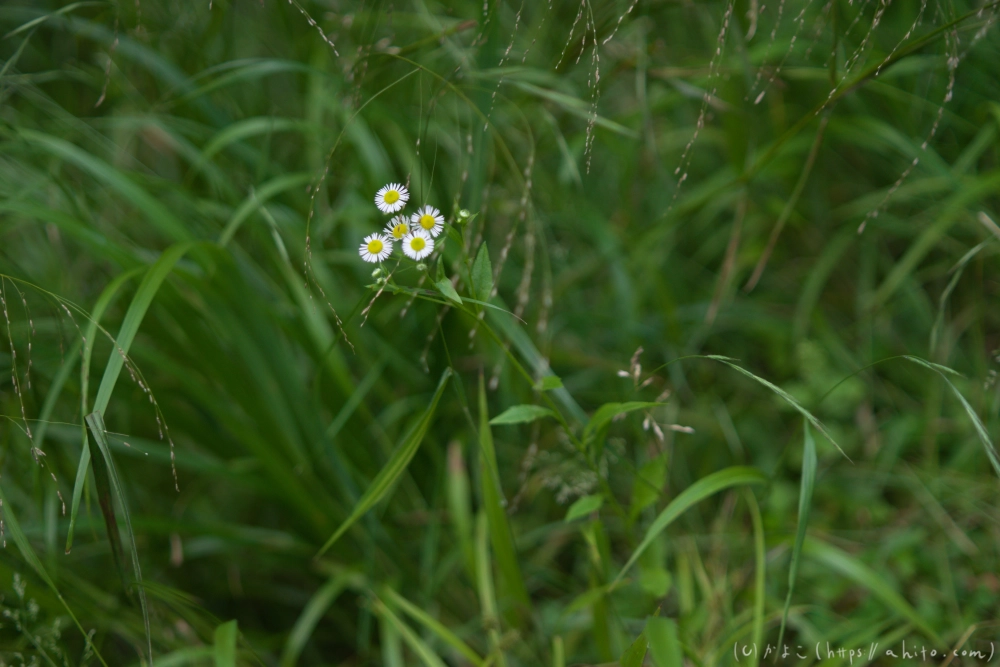 入笠山の夏の花と虫・３ - 17