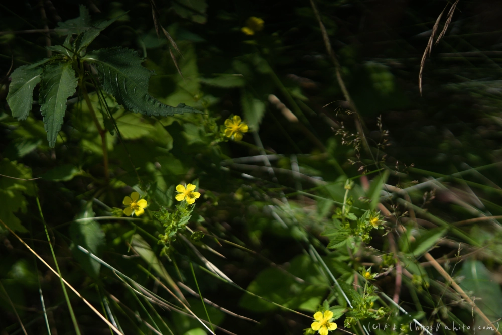 入笠山の夏の花と虫・３ - 18