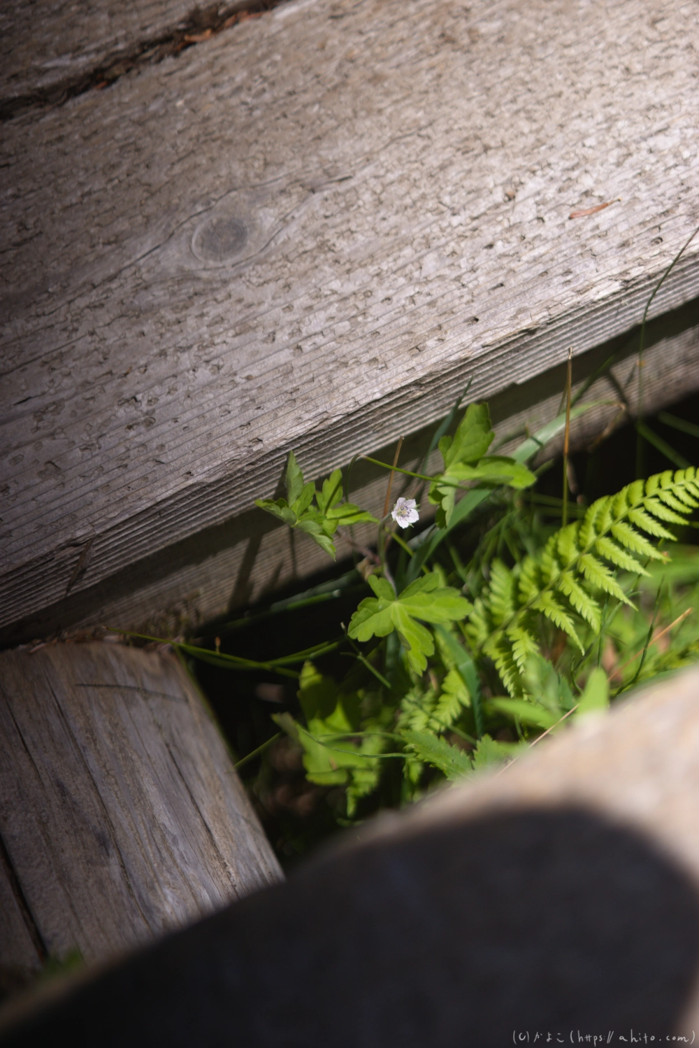 入笠山の夏の花と虫・３ - 19