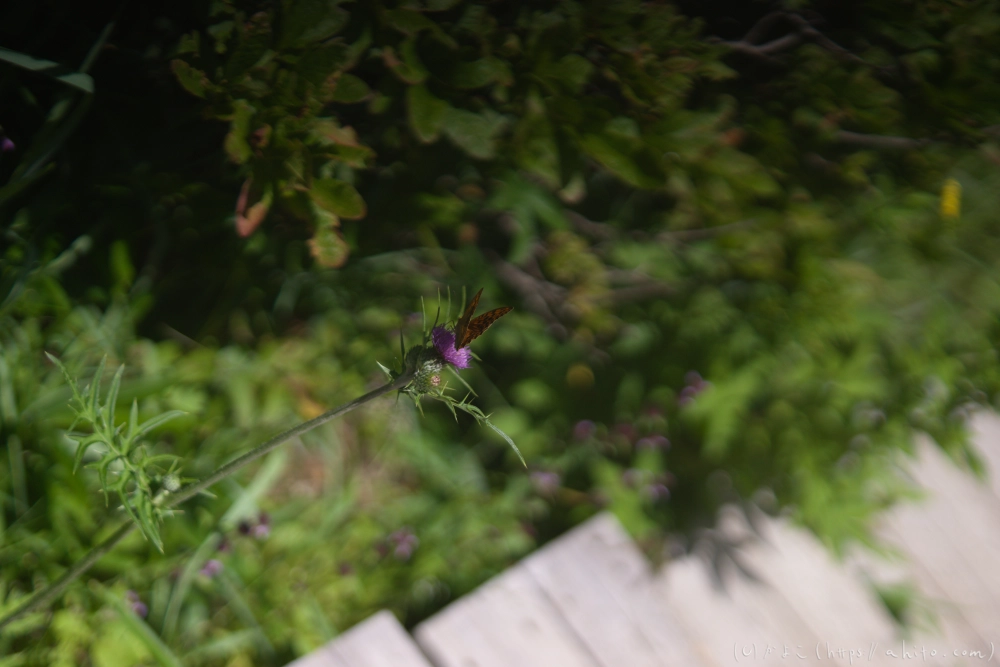 入笠山の夏の花と虫・３ - 20