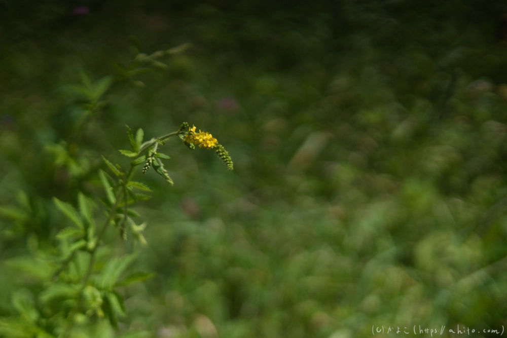 入笠山の夏の花と虫・３ - 21