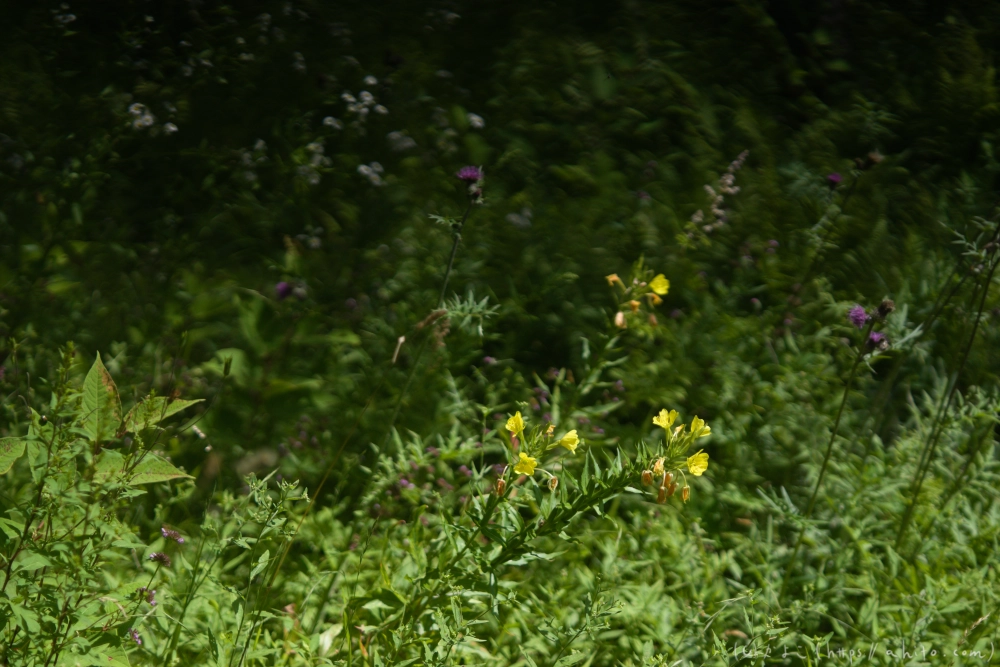 入笠山の夏の花と虫・３ - 22