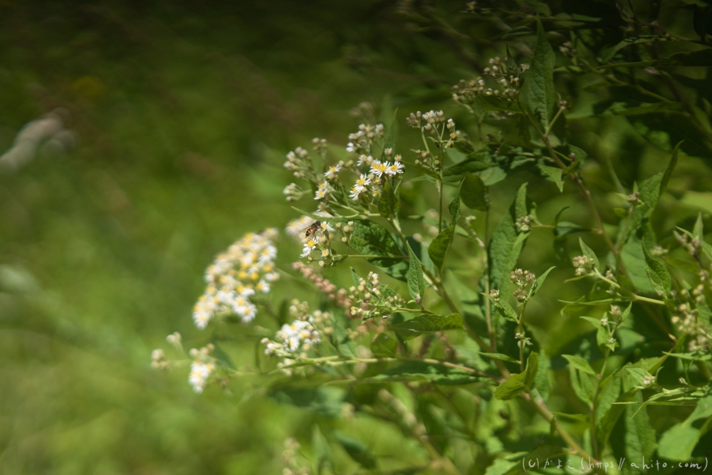 入笠山の夏の花と虫・３ - 24