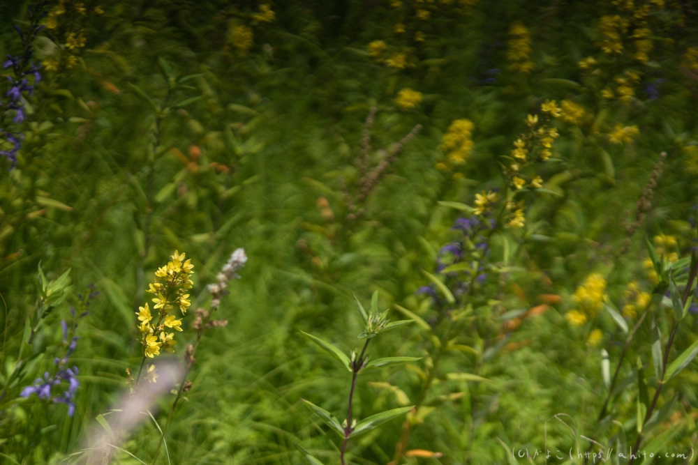 入笠山の夏の花と虫・３ - 25